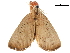  ( - CCDB-31553-E07)  @11 [ ] CreativeCommons - Attribution (2018) CBG Photography Group Centre for Biodiversity Genomics