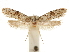  (Archinemapogon interstitiella - CCDB-31553-E12)  @12 [ ] CreativeCommons - Attribution (2018) CBG Photography Group Centre for Biodiversity Genomics