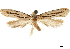  (Archinemapogon oregonella - CCDB-31553-F02)  @11 [ ] CreativeCommons - Attribution (2018) CBG Photography Group Centre for Biodiversity Genomics