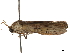  ( - CCDB-31553-G03)  @11 [ ] CreativeCommons - Attribution (2018) CBG Photography Group Centre for Biodiversity Genomics