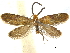  (Palaeomicroides marginella - CCDB-32139-D09)  @11 [ ] CreativeCommons - Attribution (2018) CBG Photography Group Centre for Biodiversity Genomics