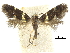  ( - CCDB-32139-F09)  @11 [ ] CreativeCommons - Attribution (2018) CBG Photography Group Centre for Biodiversity Genomics