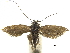  ( - CCDB-32139-H03)  @11 [ ] CreativeCommons - Attribution (2018) CBG Photography Group Centre for Biodiversity Genomics