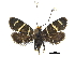  ( - CCDB-32139-H07)  @11 [ ] CreativeCommons - Attribution (2018) CBG Photography Group Centre for Biodiversity Genomics