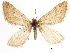  (Tescalsia minata - CCDB-32786-C01)  @11 [ ] CreativeCommons - Attribution (2018) CBG Photography Group Centre for Biodiversity Genomics