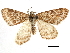  ( - CCDB-32786-C03)  @11 [ ] CreativeCommons - Attribution (2018) CBG Photography Group Centre for Biodiversity Genomics