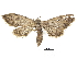  ( - CCDB-32786-C04)  @11 [ ] CreativeCommons - Attribution (2018) CBG Photography Group Centre for Biodiversity Genomics