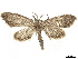  ( - CCDB-32786-C05)  @11 [ ] CreativeCommons - Attribution (2019) CBG Photography Group Centre for Biodiversity Genomics