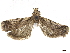  ( - CCDB-32786-D04)  @11 [ ] CreativeCommons - Attribution (2019) CBG Photography Group Centre for Biodiversity Genomics