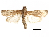  (Ectomyelois zeteki - CCDB-32786-D08)  @11 [ ] CreativeCommons - Attribution (2018) CBG Photography Group Centre for Biodiversity Genomics