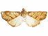  ( - CCDB-32786-G11)  @11 [ ] CreativeCommons - Attribution (2018) CBG Photography Group Centre for Biodiversity Genomics