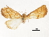  ( - CCDB-32786-G12)  @11 [ ] CreativeCommons - Attribution (2018) CBG Photography Group Centre for Biodiversity Genomics