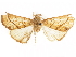  ( - CCDB-32786-H01)  @11 [ ] CreativeCommons - Attribution (2018) CBG Photography Group Centre for Biodiversity Genomics