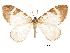  ( - CCDB-32786-H08)  @11 [ ] CreativeCommons - Attribution (2018) CBG Photography Group Centre for Biodiversity Genomics