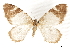  ( - CCDB-32786-H09)  @11 [ ] CreativeCommons - Attribution (2018) CBG Photography Group Centre for Biodiversity Genomics