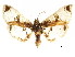 (Compacta hirtaloides - CCDB-32786-H11)  @11 [ ] CreativeCommons - Attribution (2018) CBG Photography Group Centre for Biodiversity Genomics