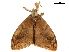  ( - CCDB-32787-A02)  @12 [ ] CreativeCommons - Attribution (2018) CBG Photography Group Centre for Biodiversity Genomics