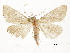  (Lysimelia litoralis - CCDB-32787-G07)  @11 [ ] CreativeCommons - Attribution (2018) CBG Photography Group Centre for Biodiversity Genomics