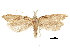  ( - CCDB-32787-H09)  @15 [ ] CreativeCommons - Attribution (2018) CBG Photography Group Centre for Biodiversity Genomics