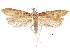  ( - CCDB-32787-H10)  @13 [ ] CreativeCommons - Attribution (2018) CBG Photography Group Centre for Biodiversity Genomics