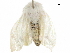  ( - CCDB-32787-H11)  @11 [ ] CreativeCommons - Attribution (2018) CBG Photography Group Centre for Biodiversity Genomics