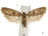  ( - CCDB-32788-C06)  @11 [ ] CreativeCommons - Attribution (2019) CBG Photography Group Centre for Biodiversity Genomics