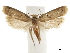  ( - CCDB-32788-C08)  @11 [ ] CreativeCommons - Attribution (2019) CBG Photography Group Centre for Biodiversity Genomics