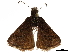  ( - CCDB-32788-E04)  @11 [ ] CreativeCommons - Attribution (2019) CBG Photography Group Centre for Biodiversity Genomics