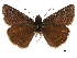  ( - CCDB-32788-E06)  @11 [ ] CreativeCommons - Attribution (2019) CBG Photography Group Centre for Biodiversity Genomics