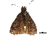  ( - CCDB-32788-E07)  @11 [ ] CreativeCommons - Attribution (2019) CBG Photography Group Centre for Biodiversity Genomics