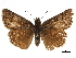  ( - CCDB-32788-E09)  @11 [ ] CreativeCommons - Attribution (2019) CBG Photography Group Centre for Biodiversity Genomics