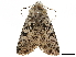  ( - CCDB-32788-G01)  @11 [ ] CreativeCommons - Attribution (2019) CBG Photography Group Centre for Biodiversity Genomics