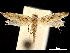  ( - CCDB-32973-B03)  @11 [ ] CreativeCommons - Attribution (2019) CBG Photography Group Centre for Biodiversity Genomics