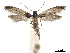  ( - CCDB-32973-B10)  @11 [ ] CreativeCommons - Attribution (2019) CBG Photography Group Centre for Biodiversity Genomics