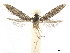  ( - CCDB-32973-C01)  @11 [ ] CreativeCommons - Attribution (2019) CBG Photography Group Centre for Biodiversity Genomics