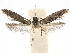  ( - CCDB-32973-C02)  @11 [ ] CreativeCommons - Attribution (2019) CBG Photography Group Centre for Biodiversity Genomics