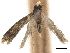  ( - CCDB-32973-C03)  @11 [ ] CreativeCommons - Attribution (2019) CBG Photography Group Centre for Biodiversity Genomics