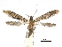  ( - CCDB-32973-C07)  @13 [ ] CreativeCommons - Attribution (2019) CBG Photography Group Centre for Biodiversity Genomics