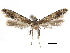 ( - CCDB-32973-C09)  @11 [ ] CreativeCommons - Attribution (2019) CBG Photography Group Centre for Biodiversity Genomics