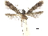 (Homosetia miscecristatella - CCDB-32973-C10)  @11 [ ] CreativeCommons - Attribution (2019) CBG Photography Group Centre for Biodiversity Genomics