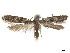  ( - CCDB-32973-D01)  @11 [ ] CreativeCommons - Attribution (2019) CBG Photography Group Centre for Biodiversity Genomics