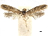  (Homosetia curviliniella - CCDB-32973-D04)  @13 [ ] CreativeCommons - Attribution (2019) CBG Photography Group Centre for Biodiversity Genomics