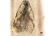  ( - CCDB-32973-D12)  @11 [ ] CreativeCommons - Attribution (2019) CBG Photography Group Centre for Biodiversity Genomics