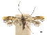  (Isocorypha chrysocomella - CCDB-32973-E01)  @11 [ ] CreativeCommons - Attribution (2019) CBG Photography Group Centre for Biodiversity Genomics
