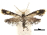  ( - CCDB-32973-E02)  @11 [ ] CreativeCommons - Attribution (2019) CBG Photography Group Centre for Biodiversity Genomics