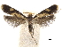  ( - CCDB-32973-E03)  @11 [ ] CreativeCommons - Attribution (2019) CBG Photography Group Centre for Biodiversity Genomics