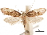  (Monopis pavlovskii - CCDB-32973-E11)  @14 [ ] CreativeCommons - Attribution (2019) CBG Photography Group Centre for Biodiversity Genomics