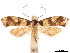  ( - CCDB-32973-F01)  @11 [ ] CreativeCommons - Attribution (2019) CBG Photography Group Centre for Biodiversity Genomics