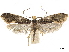  ( - CCDB-32973-F03)  @14 [ ] CreativeCommons - Attribution (2019) CBG Photography Group Centre for Biodiversity Genomics