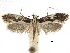  ( - CCDB-32973-F06)  @12 [ ] CreativeCommons - Attribution (2019) CBG Photography Group Centre for Biodiversity Genomics